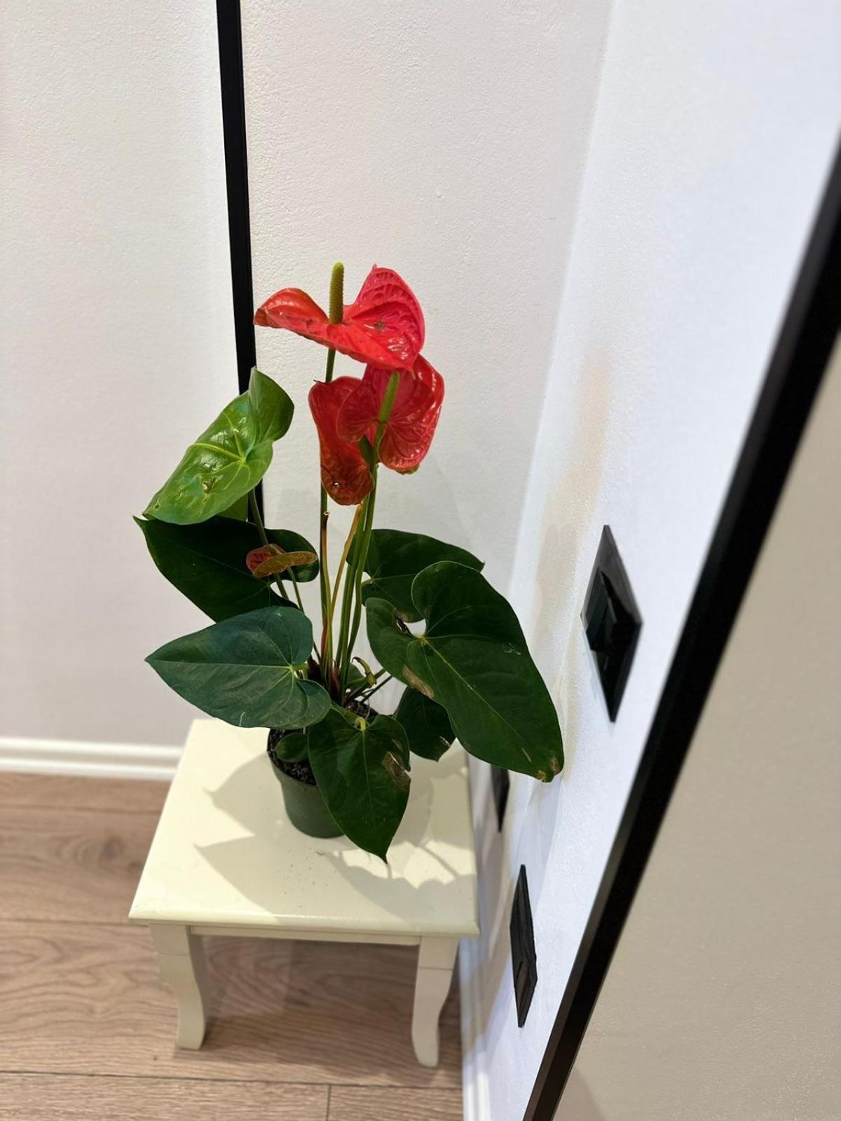 Heart Of Tirana Apartment Екстериор снимка